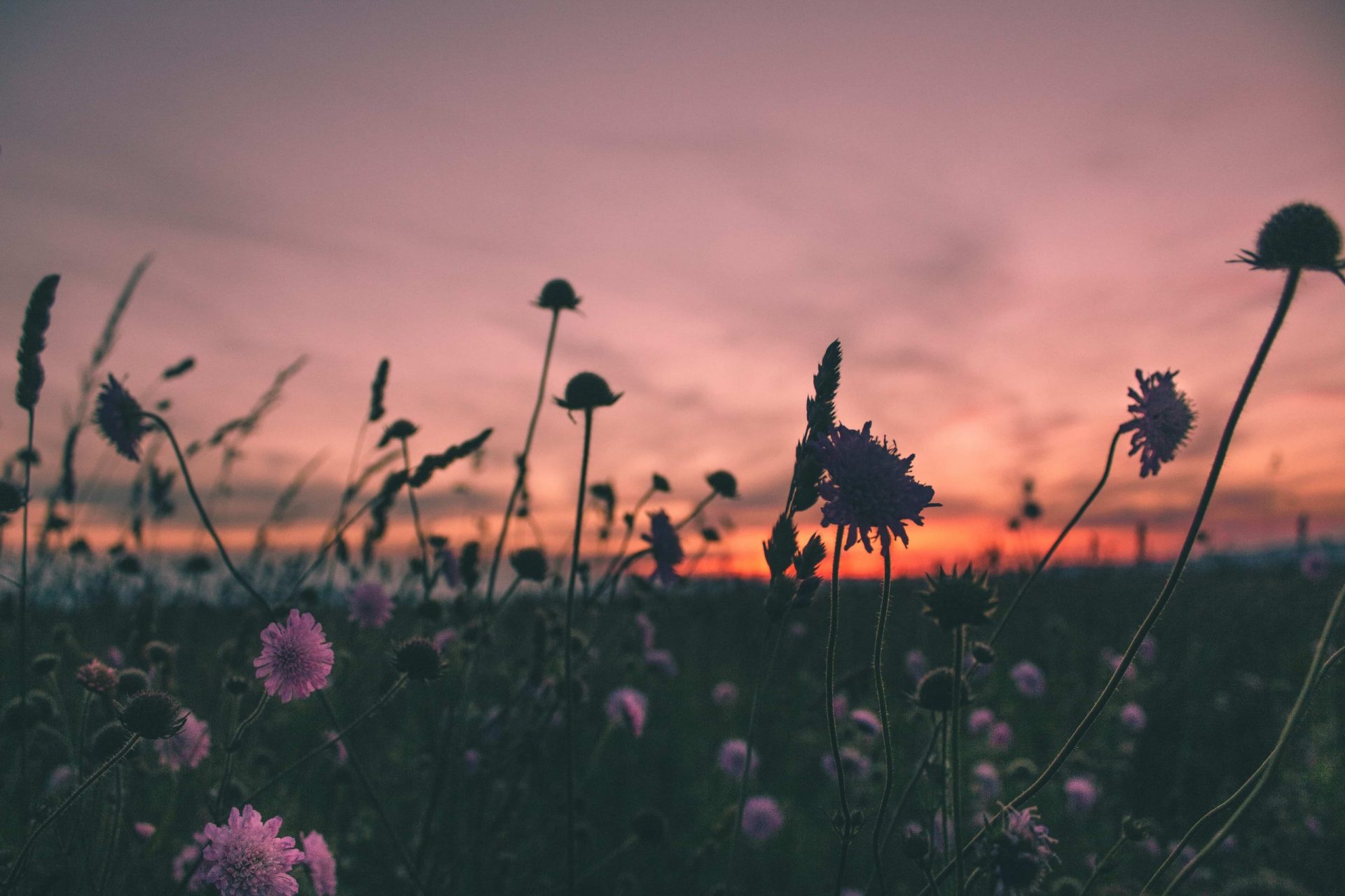 Sacred Moment of Purple Flowers Blooming During Golden Hour